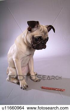 Stock Photo - pose, pug, house 
pet, canines, 
domestic, dog. 
fotosearch - search 
stock photos, 
pictures, images, 
and photo clipart