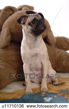 Stock Photo - pose, pug, house 
pet, canines, 
domestic, doll. 
fotosearch - search 
stock photos, 
pictures, images, 
and photo clipart