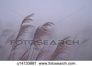 Stock Photography - scenic, scenery, 
landscape, eulalia, 
plant, pampass 
grass, nature. 
fotosearch - search 
stock photos, 
pictures, images, 
and photo clipart