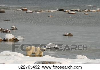 Stock Photo - churchill northern 
manitoba town 
and surroundings 
polar bear. fotosearch 
- search stock 
photos, pictures, 
images, and photo 
clipart