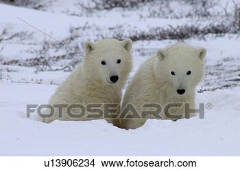 Stock Photo - polar bear cubs 
at churchill manitoba. 
fotosearch - search 
stock photos, 
pictures, images, 
and photo clipart