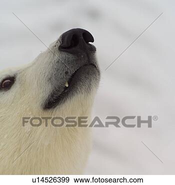 Stock Photograph - snout of polar 
bear at churchill 
manitoba. fotosearch 
- search stock 
photos, pictures, 
images, and photo 
clipart
