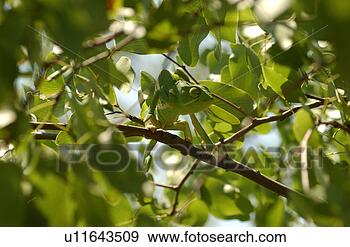 Stock Photograph - chameleon - africa. 
fotosearch - search 
stock photos, 
pictures, images, 
and photo clipart