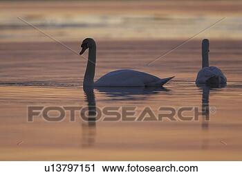Stock Photography - mute swan (cygnus 
olor) silhouetted 
against rising 
suns reflection 
in. fotosearch 
- search stock 
photos, pictures, 
images, and photo 
clipart