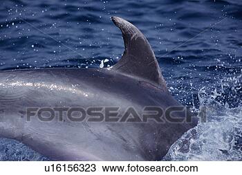 Stock Photo - bottlenose dolphin 
(tursiops truncatus) 
 'ruffian'   gibraltar. 
fotosearch - search 
stock photos, 
pictures, images, 
and photo clipart