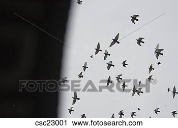 Stock Photography - birds flying. 
fotosearch - search 
stock photos, 
pictures, images, 
and photo clipart