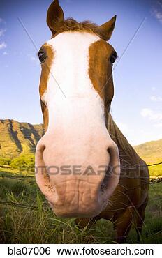 Stock Photo - close up of horse’s 
nose. fotosearch 
- search stock 
photos, pictures, 
images, and photo 
clipart