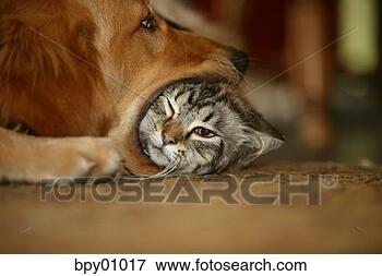 http://comps.fotosearch.com/comp/UPC/UPC001/dog-holding-cat_~bpy01017.jpg