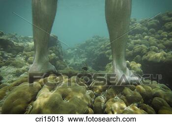 Stock Photo - underwater view 
of man standing 
on coral reef. 
fotosearch - search 
stock photos, 
pictures, images, 
and photo clipart