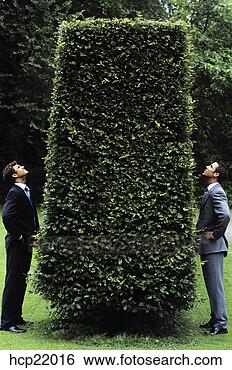 Stock Photo - businessmen on 
opposite sides 
of hedge looking 
up. fotosearch 
- search stock 
photos, pictures, 
images, and photo 
clipart