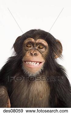 Stock Photograph - chimpanzee grinning. 
fotosearch - search 
stock photos, 
pictures, images, 
and photo clipart
