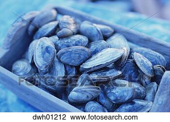 Stock Photo - clamshells. fotosearch 
- search stock 
photos, pictures, 
images, and photo 
clipart