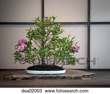 Stock Photo - close up of bonzai 
tree. fotosearch 
- search stock 
photos, pictures, 
images, and photo 
clipart
