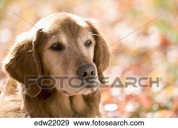 Stock Photograph - close up of golden 
labrador retriever 
dog. fotosearch 
- search stock 
photos, pictures, 
images, and photo 
clipart