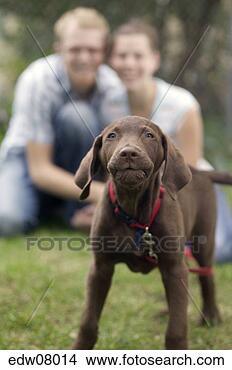 Stock Photo - dog barking. fotosearch 
- search stock 
photos, pictures, 
images, and photo 
clipart