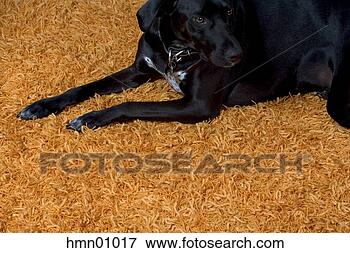 Picture - dog sitting on 
shag carpet. fotosearch 
- search stock 
photos, pictures, 
images, and photo 
clipart