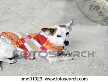 Stock Photograph - dog wearing plaid 
outfit. fotosearch 
- search stock 
photos, pictures, 
images, and photo 
clipart