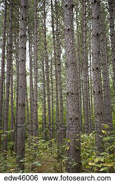 Stock Photo - forest. fotosearch 
- search stock 
photos, pictures, 
images, and photo 
clipart