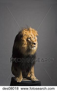 Stock Photo - lion sitting on 
platform. fotosearch 
- search stock 
photos, pictures, 
images, and photo 
clipart