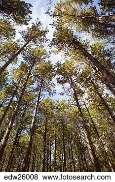 Stock Photo - low angle view 
of pine trees 
in forest. fotosearch 
- search stock 
photos, pictures, 
images, and photo 
clipart