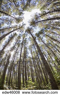 Stock Photo - low angle view 
of tree in forest. 
fotosearch - search 
stock photos, 
pictures, images, 
and photo clipart