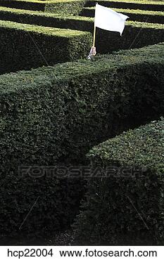 Stock Photo - man in hedge maze 
surrendering with 
white flag. fotosearch 
- search stock 
photos, pictures, 
images, and photo 
clipart