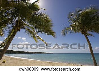 Stock Photograph - palm trees on 
tropical beach, 
vieques, puerto 
rico. fotosearch 
- search stock 
photos, pictures, 
images, and photo 
clipart