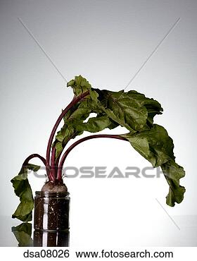 Stock Photo - plant growing 
in glass container. 
fotosearch - search 
stock photos, 
pictures, images, 
and photo clipart
