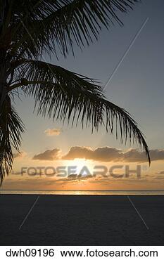 Stock Photo - silhouette of 
palm fronds at 
sunset. fotosearch 
- search stock 
photos, pictures, 
images, and photo 
clipart