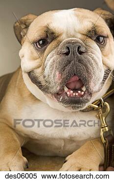 Stock Image - white and brown 
dog. fotosearch 
- search stock 
photos, pictures, 
images, and photo 
clipart