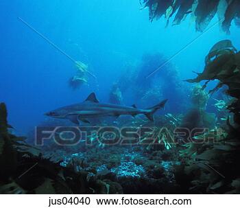 Stock Photography - aquatic coral 
and life under 
water. fotosearch 
- search stock 
photos, pictures, 
images, and photo 
clipart