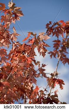 Stock Photography - autumn leaves 
on branch. fotosearch 
- search stock 
photos, pictures, 
images, and photo 
clipart