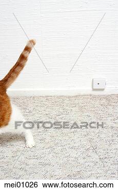 Stock Photo - cat's hind leg 
on carpet. fotosearch 
- search stock 
photos, pictures, 
images, and photo 
clipart