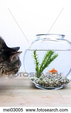 Stock Image - cat sniffing fishbowl. 
fotosearch - search 
stock photos, 
pictures, images, 
and photo clipart