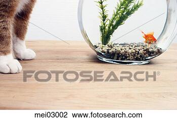 Stock Photo - cat standing by 
fishbowl. fotosearch 
- search stock 
photos, pictures, 
images, and photo 
clipart