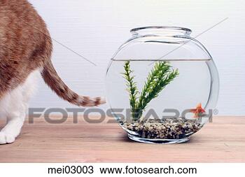 Stock Photo - cat walking away 
from fishbowl. 
fotosearch - search 
stock photos, 
pictures, images, 
and photo clipart