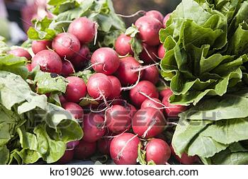 Stock Photo - close up of bunch 
of radishes. fotosearch 
- search stock 
photos, pictures, 
images, and photo 
clipart