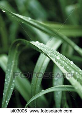 Stock Photo - close up of dew 
on wet grass. 
fotosearch - search 
stock photos, 
pictures, images, 
and photo clipart