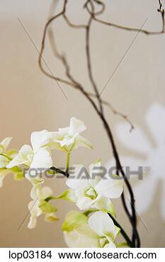 Stock Photo - close up of flowers. 
fotosearch - search 
stock photos, 
pictures, images, 
and photo clipart