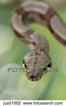 Stock Photo - close up of snake’s 
head. fotosearch 
- search stock 
photos, pictures, 
images, and photo 
clipart