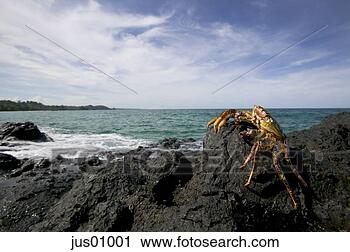 Stock Photography - crab climbing 
rocks on beach, 
bocas del toro, 
panama. fotosearch 
- search stock 
photos, pictures, 
images, and photo 
clipart