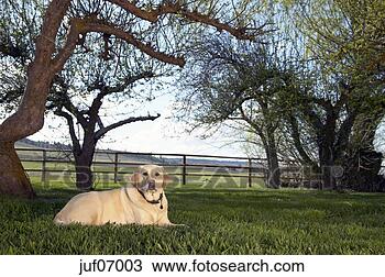 Stock Photo - dog lying in grass. 
fotosearch - search 
stock photos, 
pictures, images, 
and photo clipart