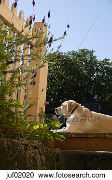Stock Photography - dog resting on 
porch. fotosearch 
- search stock 
photos, pictures, 
images, and photo 
clipart