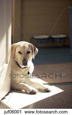 Stock Photography - dog sitting by 
door. fotosearch 
- search stock 
photos, pictures, 
images, and photo 
clipart