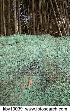 Stock Photograph - fake grass netting 
covering pipe 
in forest. fotosearch 
- search stock 
photos, pictures, 
images, and photo 
clipart