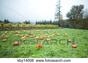 Stock Photo - field of pumpkins. 
fotosearch - search 
stock photos, 
pictures, images, 
and photo clipart