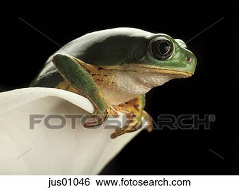 Stock Photo - frog climbing 
on flower. fotosearch 
- search stock 
photos, pictures, 
images, and photo 
clipart