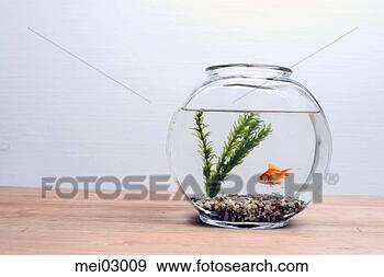 Stock Photograph - goldfish in fisbbowl. 
fotosearch - search 
stock photos, 
pictures, images, 
and photo clipart