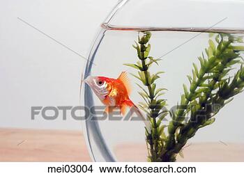 Stock Photo - goldfish in fishbowl. 
fotosearch - search 
stock photos, 
pictures, images, 
and photo clipart