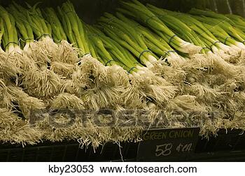 Stock Photo - group of green 
onions for sale 
in grocery store. 
fotosearch - search 
stock photos, 
pictures, images, 
and photo clipart